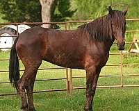 eventer-mustang-horse