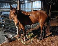 eventers-mustang-horse