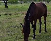 call-mustang-horse