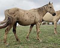 firm-quarter-pony