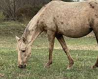recipient-broodmare-quarter-pony