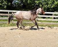 roan-quarter-horse
