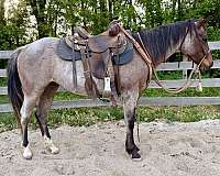 colt-quarter-horse