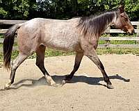 flashy-quarter-horse