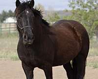 breeding-percheron-horse