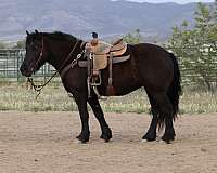 all-around-percheron-horse