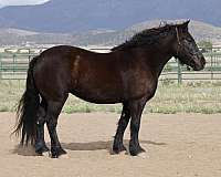 cross-percheron-horse