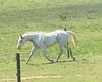paint-horse-for-sale
