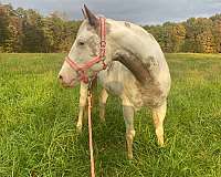 paint-mare