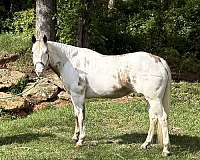 paint-horse