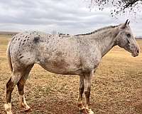rodeo-pickup-poa-horse