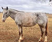 all-around-poa-horse