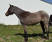 calf-roping-quarter-horse