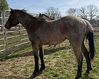 athletic-quarter-horse