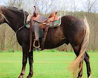 wo-rocky-mountain-horse