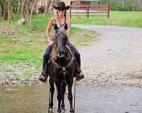 all-around-rocky-mountain-horse