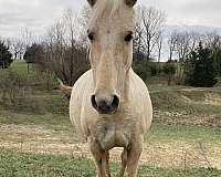 quarter-pony-broodmare