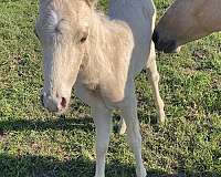 quarter-pony-for-sale