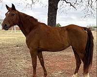 athletic-mare