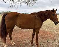 barrel-mare