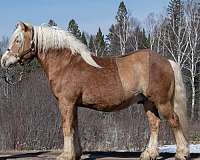 blaze-socks-horse