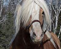 chestnut-blaze-socks-horse
