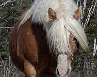 all-around-haflinger-horse