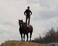 beginner-percheron-horse