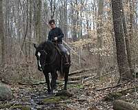 husband-safe-percheron-horse