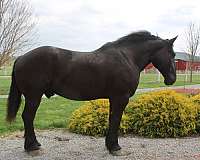 mounted-patrol-percheron-horse