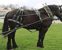 team-driving-percheron-horse