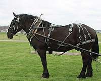 trail-percheron-horse