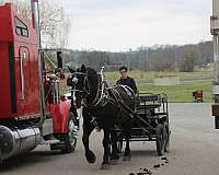 western-pleasure-percheron-horse