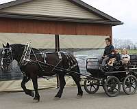 western-riding-percheron-horse