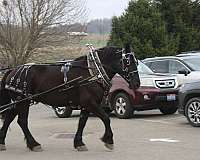 black-percheron-gelding