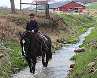 black-beginner-horse