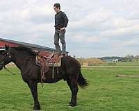 black-white-strip-horse