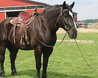 kid-safe-percheron-horse