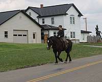 pleasure-driving-percheron-horse