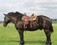 parade-percheron-horse