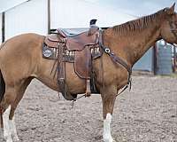 flashy-mare-weanling
