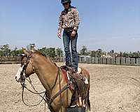 trustworthy-mare-quarter-horse
