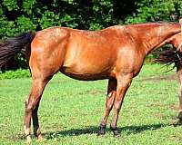 breeding-paint-horse