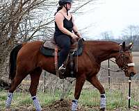 lease-to-own-mare
