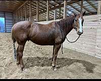 blaze-horse