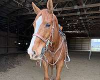 chestnut-blaze-horse