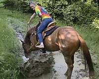 all-around-thoroughbred-horse