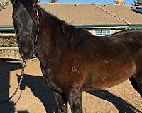 quarter-horse