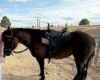 aqha-prospect-mare