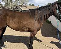 ability-quarter-horse